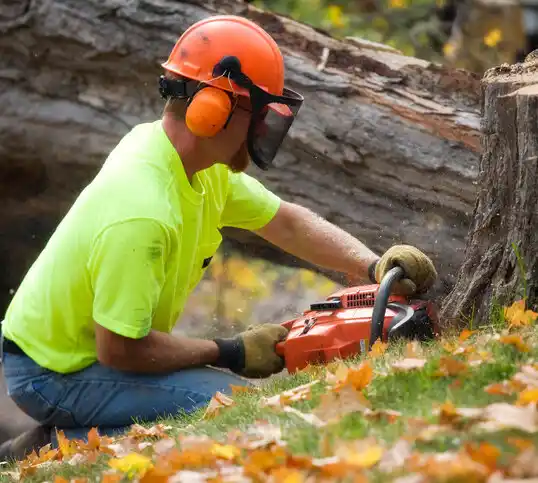 tree services Gardnerville